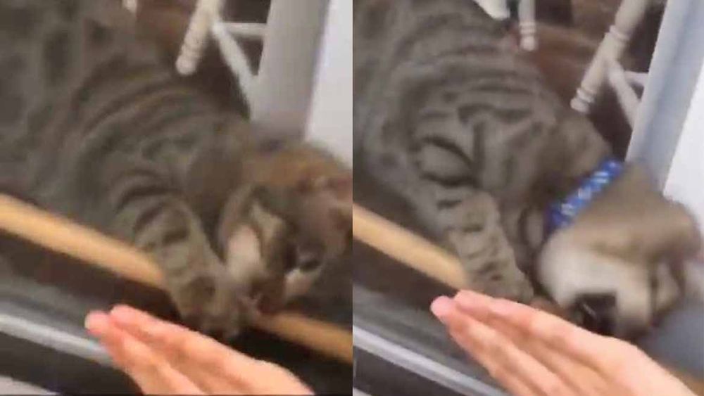 Una mujer quedó afuera de su casa sin llaves y su gato le desbloqueó la entrada