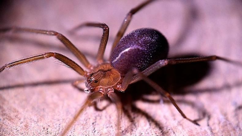Lincoln: beba de un año y medio murió por picadura de araña de rincón.&nbsp;