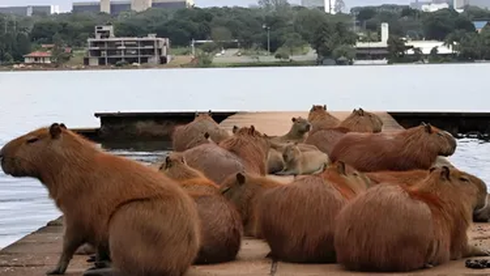 Foto ilustrativa. Foto ilustrativa.