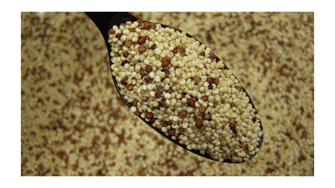 Todo Jujuy | Quinoa