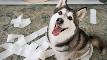 Cómo calmar a un perro hiperactivo: todos los detalles.&nbsp;