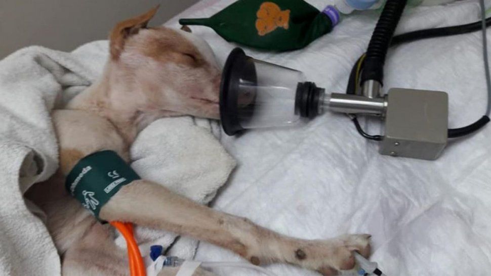 El maltrato animal es una problemática grave en Jujuy.
