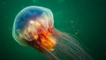 Un conservacionista filmó a una medusa gigante con tentáculos de 12 metros.