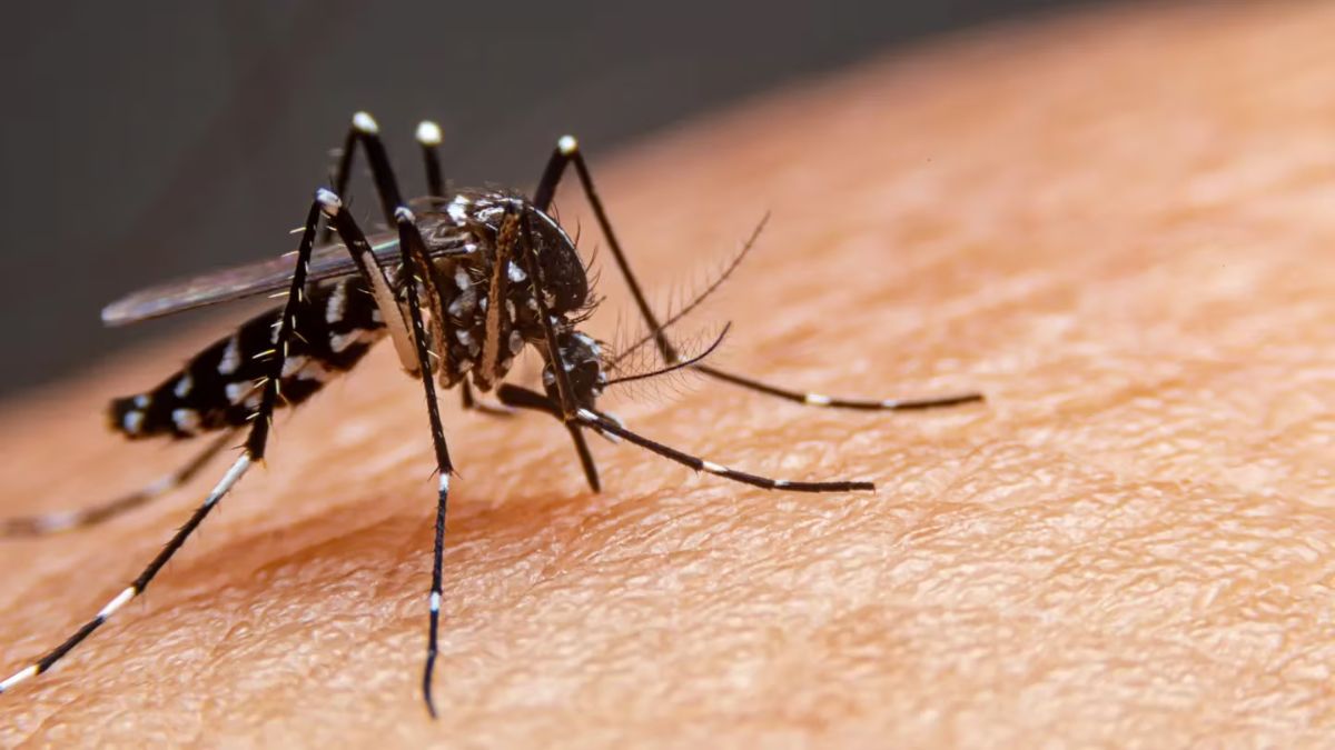 Fuerte aumento en los casos de dengue.&nbsp;
