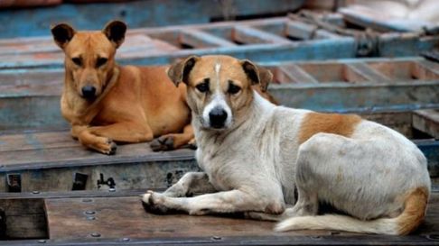 Todo Jujuy | Perros.jpg