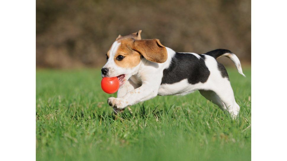 Mascota jugando