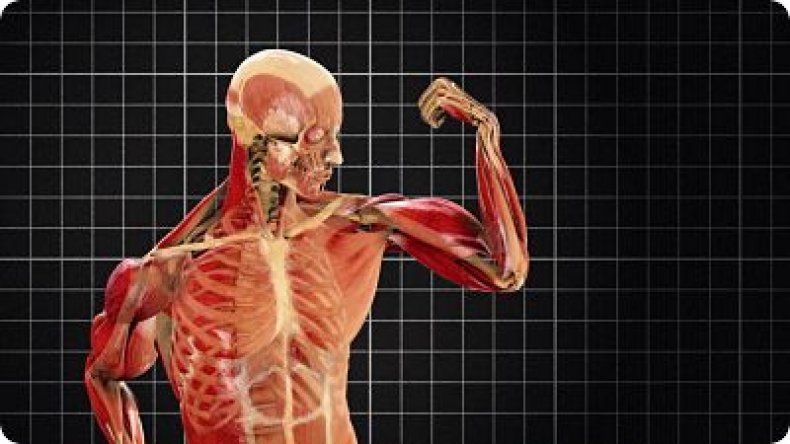 Cuerpo Humano
