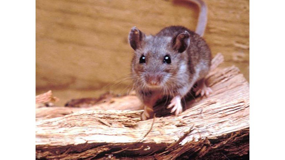 Hantavirus