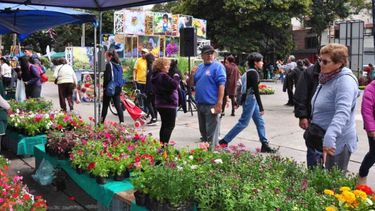 Este viernes comienza la 16° edición de La Flor Más Bella en San San Salvador de Jujuy Este viernes comienza la 16° edición de La Flor Más Bella en San San Salvador de Jujuy