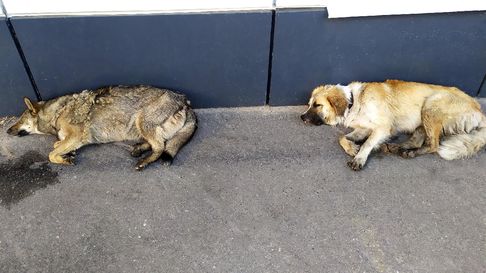 Todo Jujuy | Animales sufriendo el frío (Foto ilustrativa)