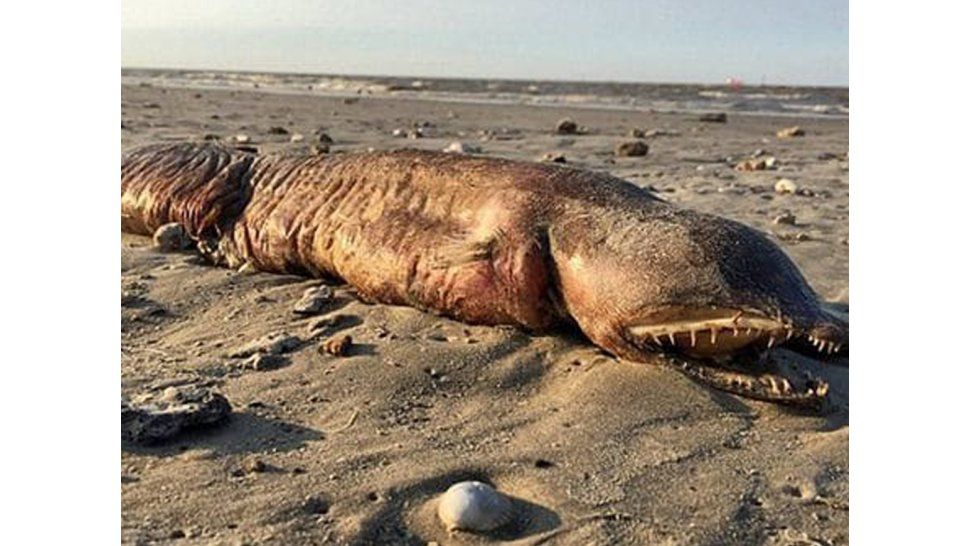 Un animal en Texas