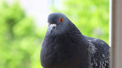 Todo Jujuy | Palomas en el hogar