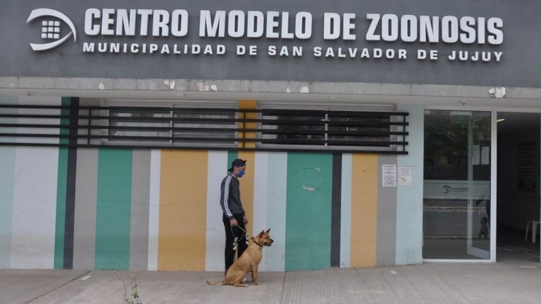 Castración de mascotas: ¿Cuáles son los requisitos?