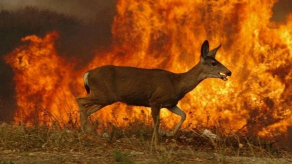 En C&oacute;rdoba, el incendio dej&oacute; una gran cantidad de animales muertos.