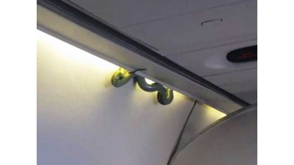 Serpiente en el avión