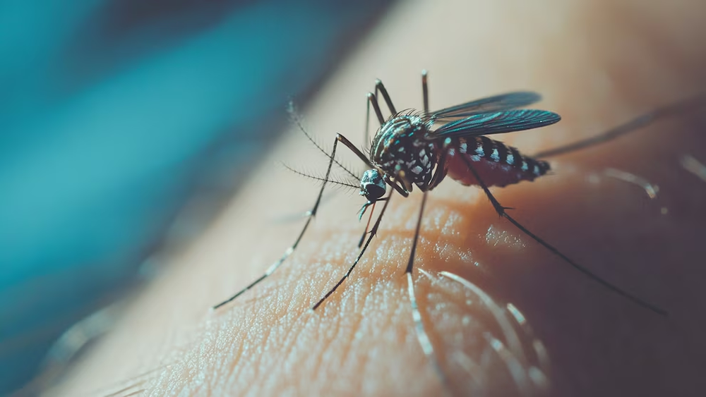 Chikungunya: la enfermedad que puede provocar dolor invalidante durante meses o años