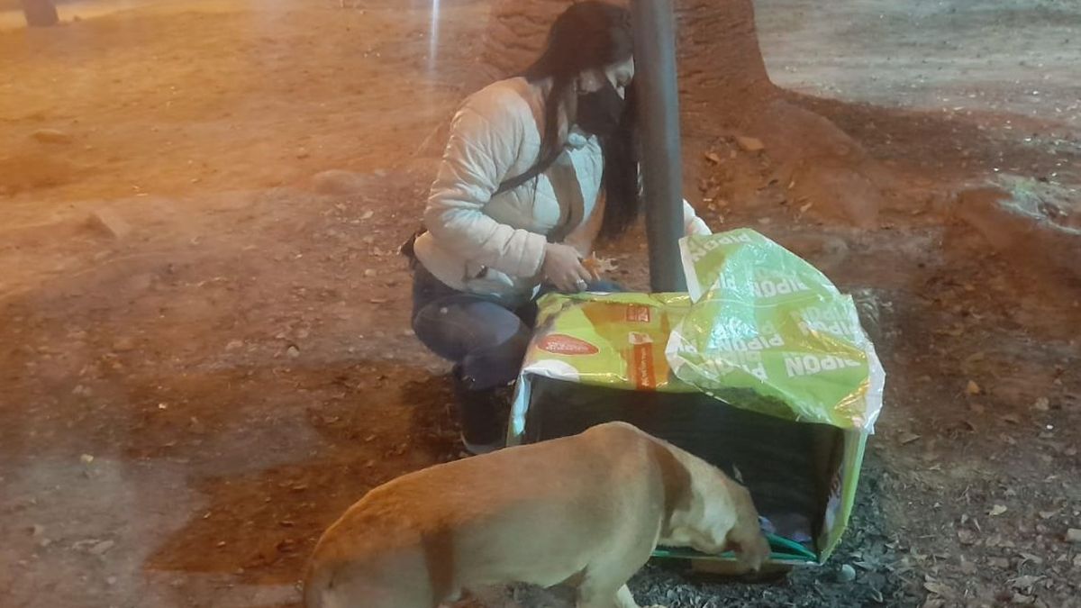 Denuncian que el intendente ordenó sacarles las cuchas a los perros  callejeros - Diario Hoy En la noticia