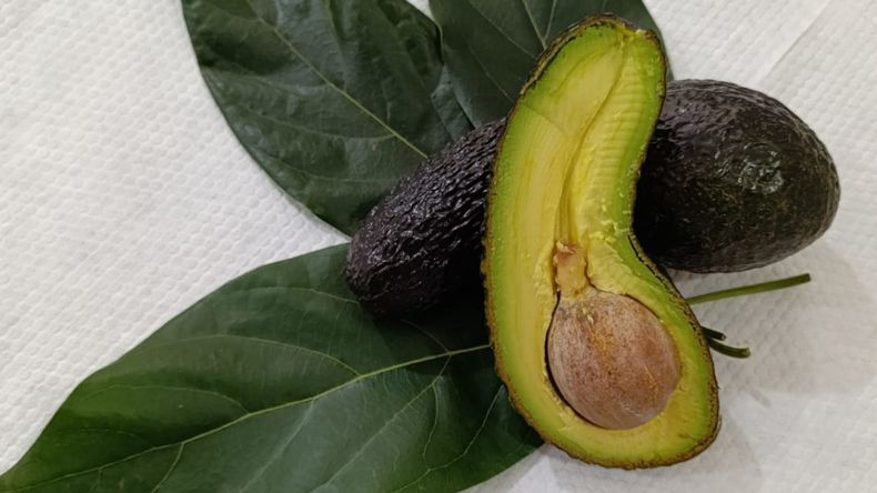 Palta Carumbé (Foto: Bichos de Campo)
