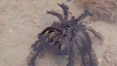 Encontraron una extraña criatura en una playa de Tailandia.