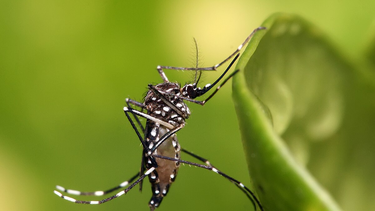 Mosquito Aedes Aegypti.