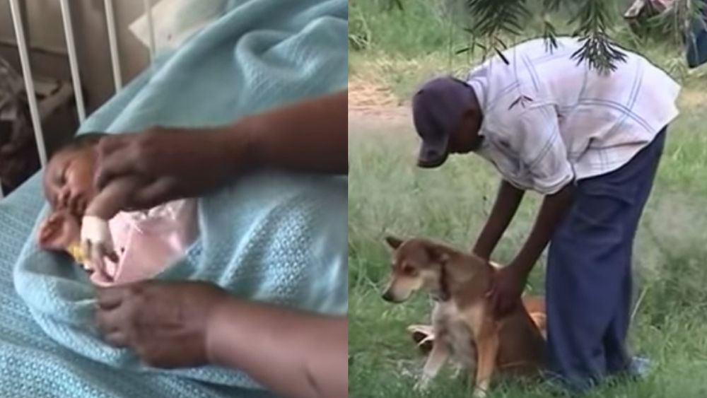 Una perra salvó a una bebé recién nacida que fue lanzada a la basura