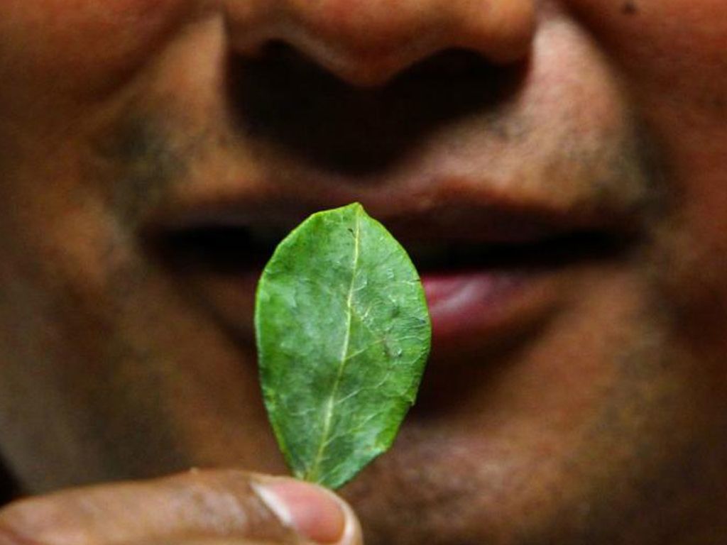 Hojas de coca
