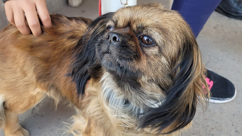 Todo Jujuy | Alto Comedero: Zoonosis brinda servicios para tu mascota