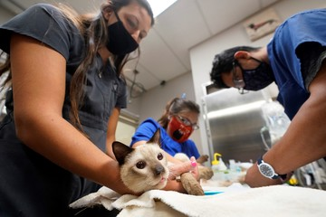 Qué dice el Colegio de Veterinarios sobre el proyecto de ley para establecer guardias obligatorias (imagen ilustrativa)