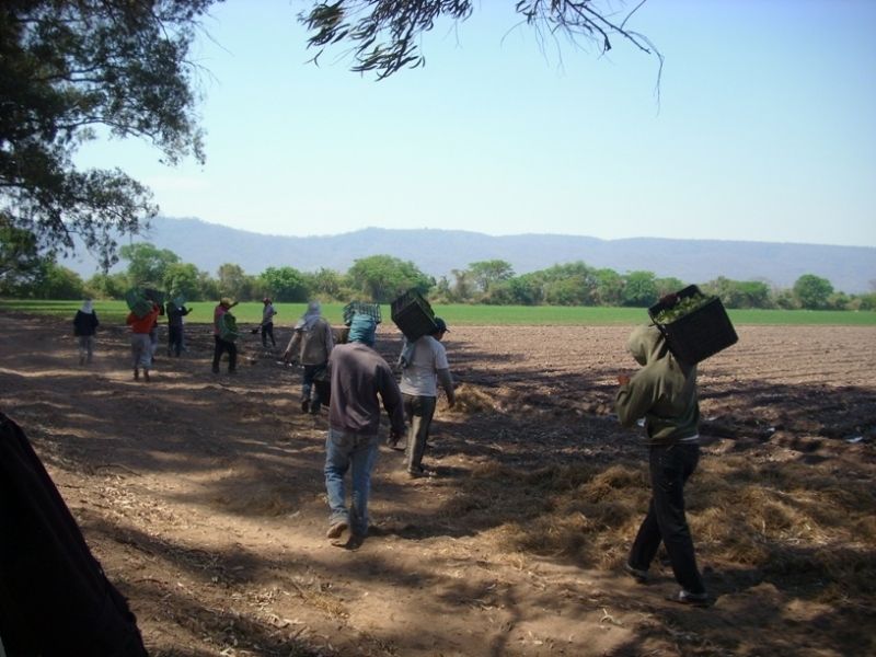 Finca El Pongo