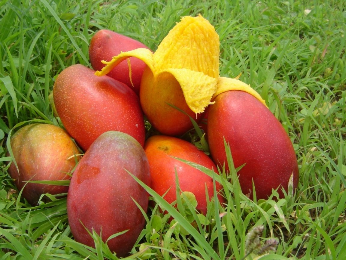 Mango, un aliado