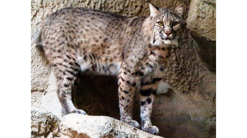 Gato Montés