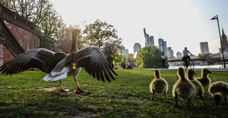 Animales en las ciudades3.jpg