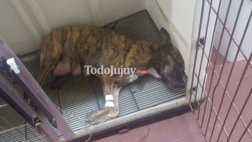 Indignación en Cuyaya por envenenamiento de perros en una casa
