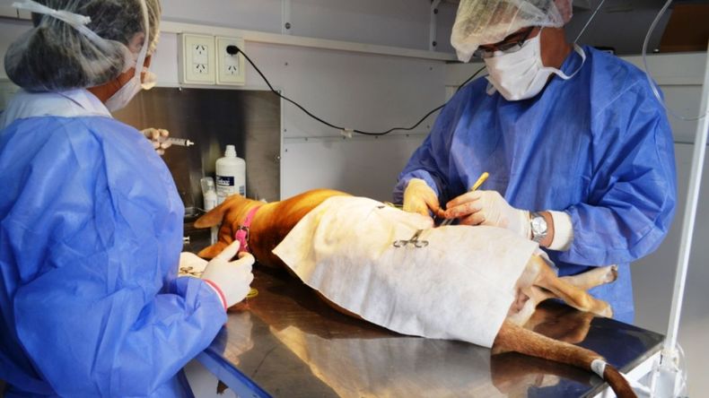 Conciencia Animal: m&aacute;s de 5.000 castraciones gratuitas en Jujuy en 2026