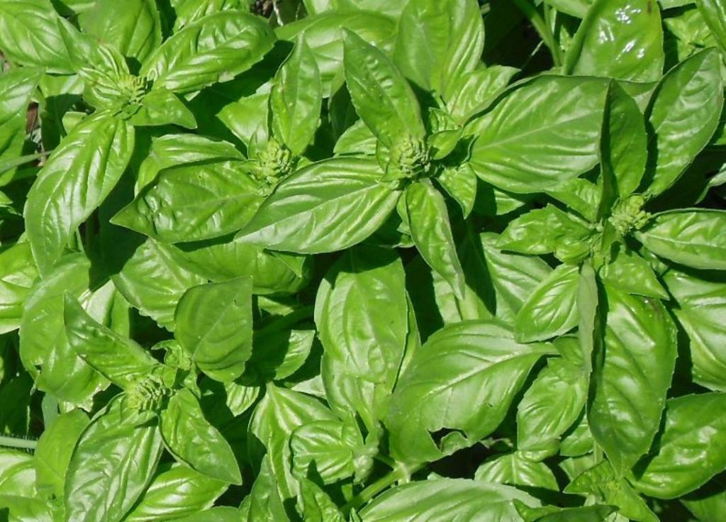 Albahaca