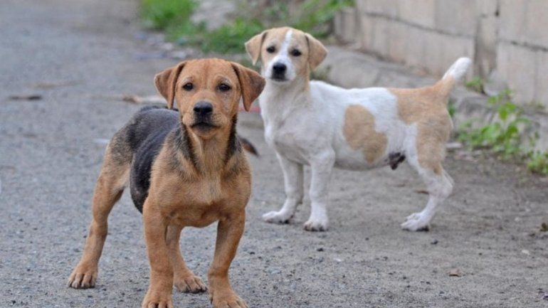 Apuñalaron a una mascota en Alto Comedero
