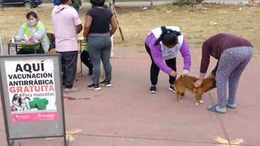 Cronograma de vacunación y castración para esta semana