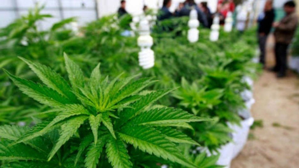 El aceite de cannabis llegará este año a hospitales y farmacias de Jujuy