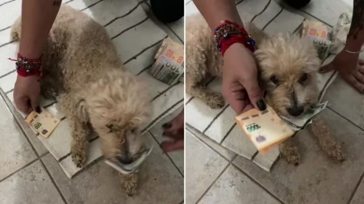 El perrito fue filmado reteniendo los dólares con su boca y fue viral en redes sociales.
