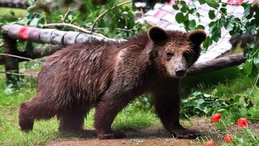 Andrea Papi, de 26 años, realizaba su rutina de jogging en una zona boscosa y montañosa cuando fue atacado por un oso.