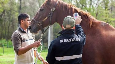 Encefalitis Equina del Oeste