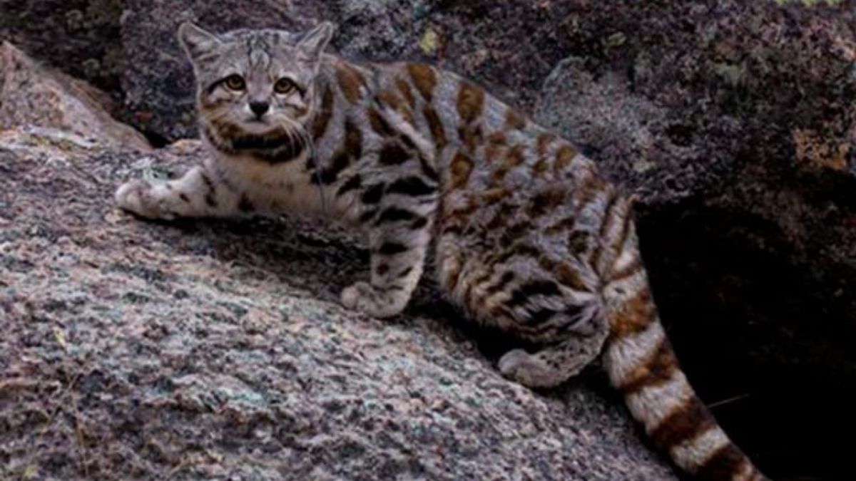 Gato andino: el animal que sería Monumento Natural