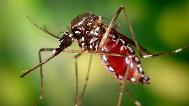 Chikungunya.