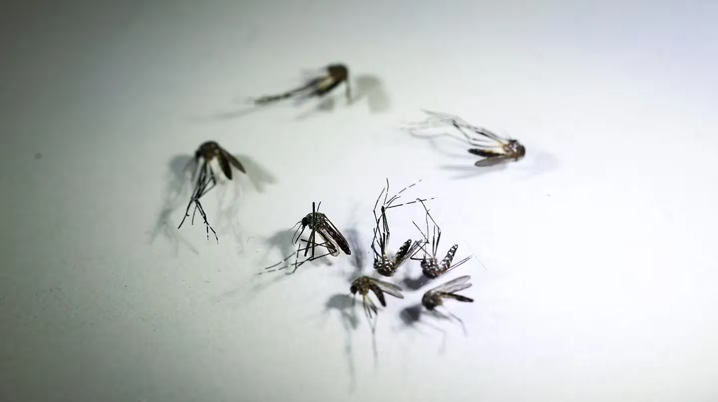 Hay 151 muertos, en este año,&nbsp; y 215.885 casos de dengue en lo que va del 2024. (Foto: NA)