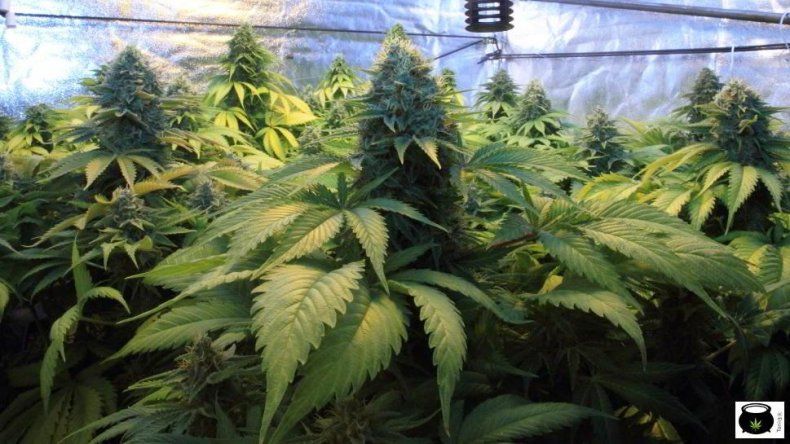 La Justicia declaró en Jujuy que el cultivo de cannabis medicinal no es un delito