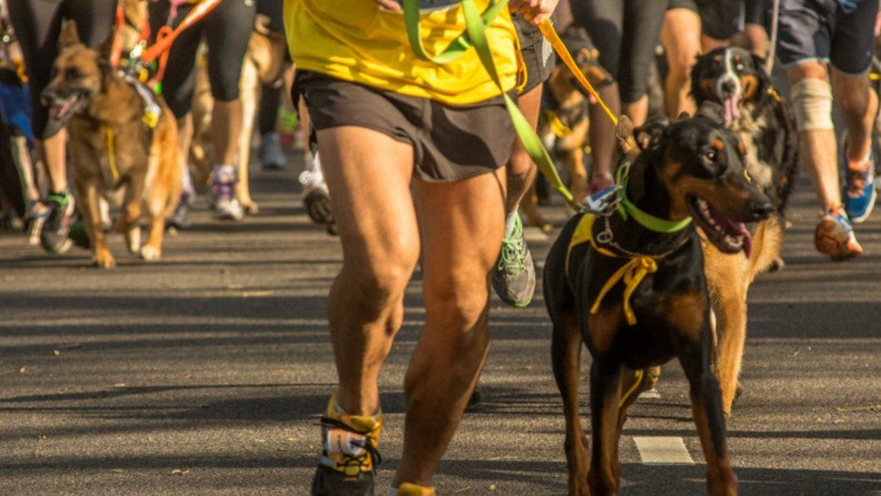 Se viene el gran perrotón en el parque Xibi Xibi