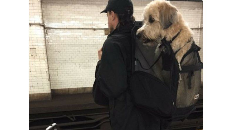 Perro NY 2