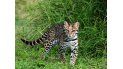 ocelote