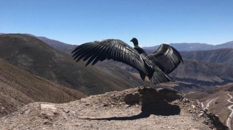 Hoy liberan a dos cóndores que fueron envenenados en Purmamarca