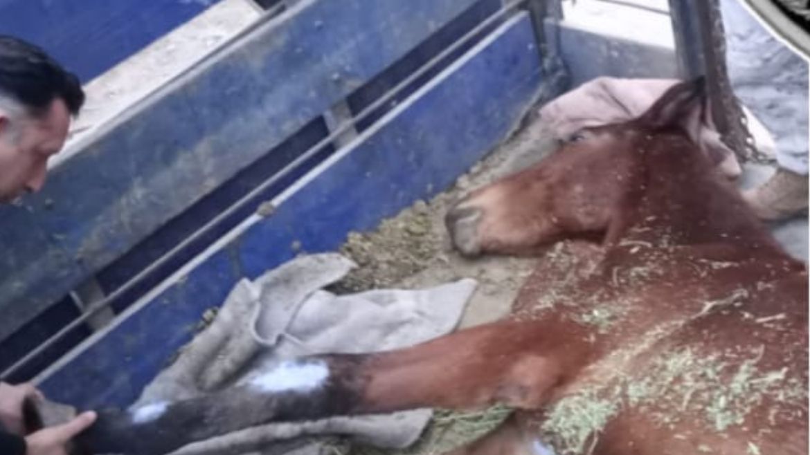 Rescataron en Ledesma a un caballo que estaba abandonado y lastimado